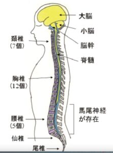 脊髄のイラスト画像