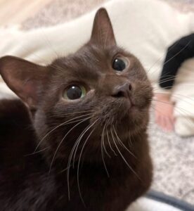 雪平理佐の愛猫リオの画像